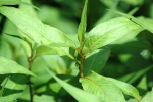 Ăn nhiều rau răm có gây hại?