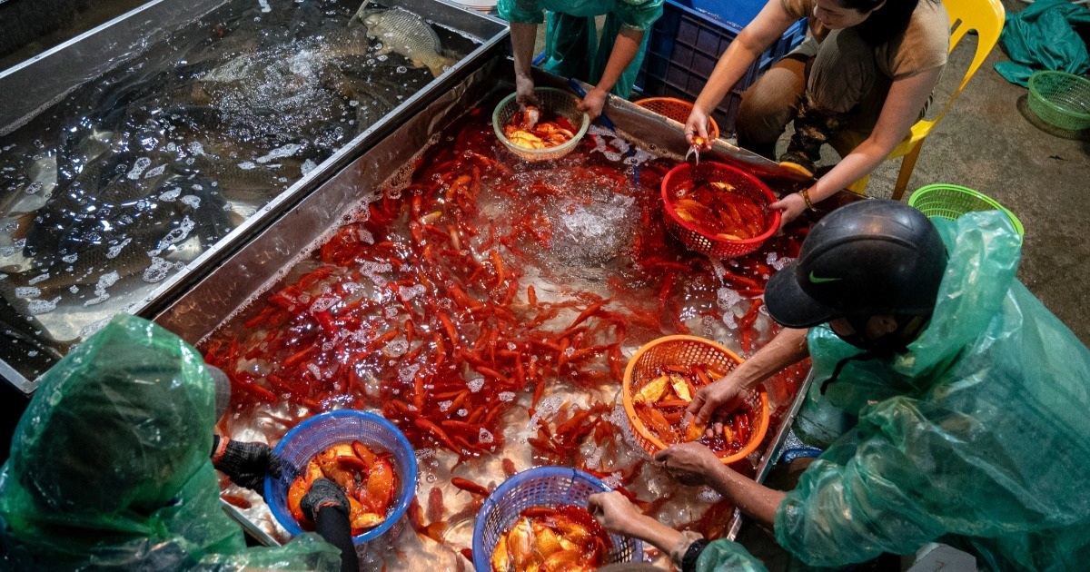 Cá chép đỏ đắt gấp 5 lần, tiểu thương "cháy hàng" ngày Tết ông Táo