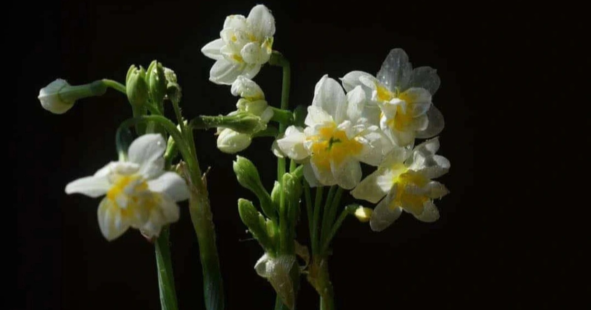 Cảnh giác độc tố loại hoa biểu tượng giàu sang, hạnh phúc trưng bày dịp Tết