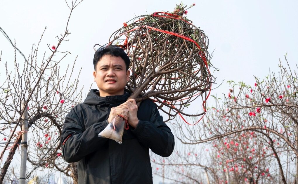 Đào Nhật Tân khoe sắc rực rỡ, giá tăng vọt vẫn đắt khách tới mua