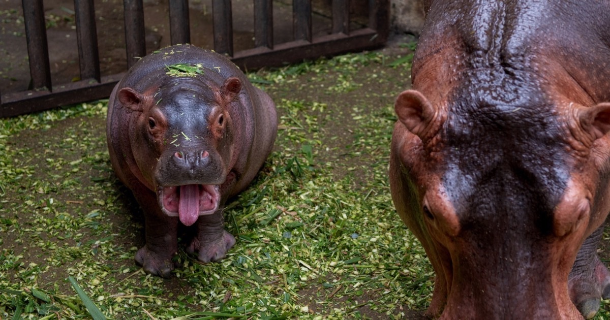 Lý giải tên "Mã Nam" của hà mã con đầu tiên chào đời ở vườn thú Hà Nội