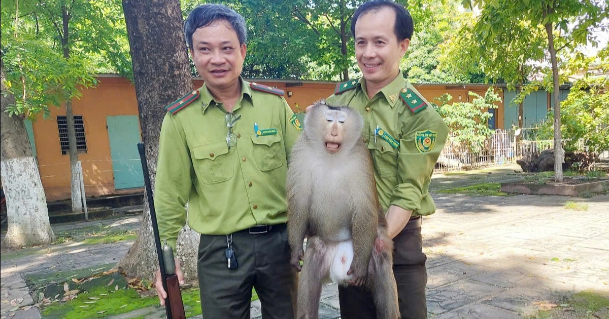 Những người hùng giải cứu động vật hoang dã ở TPHCM