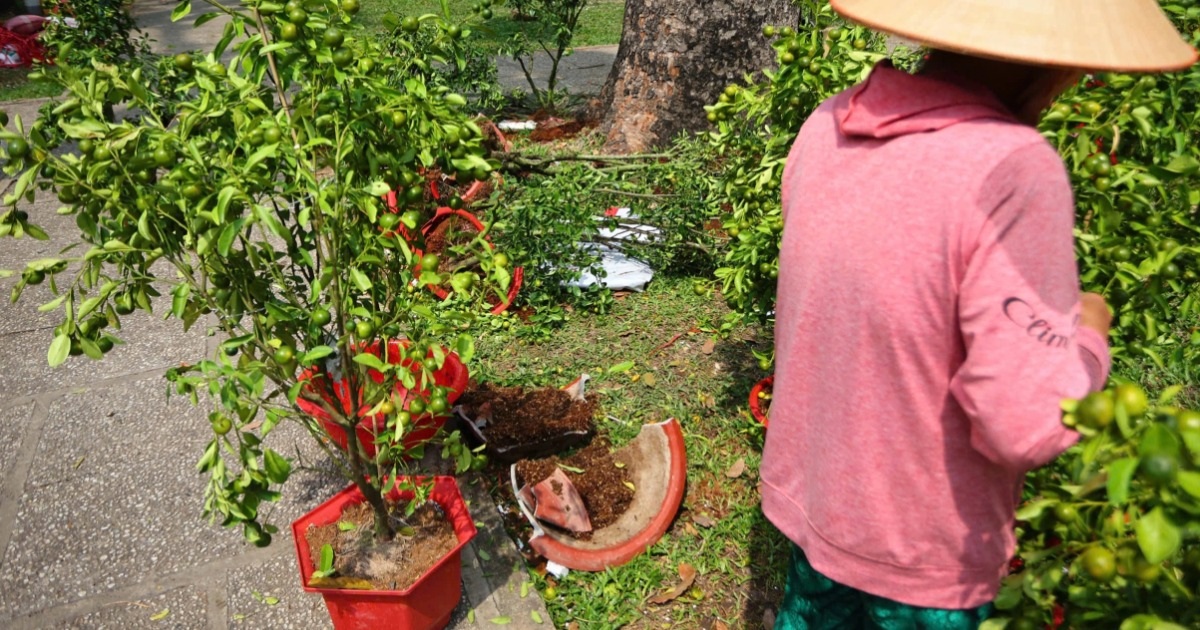 Tiểu thương ở TPHCM đập hoa, bán tháo chiều 29 Tết