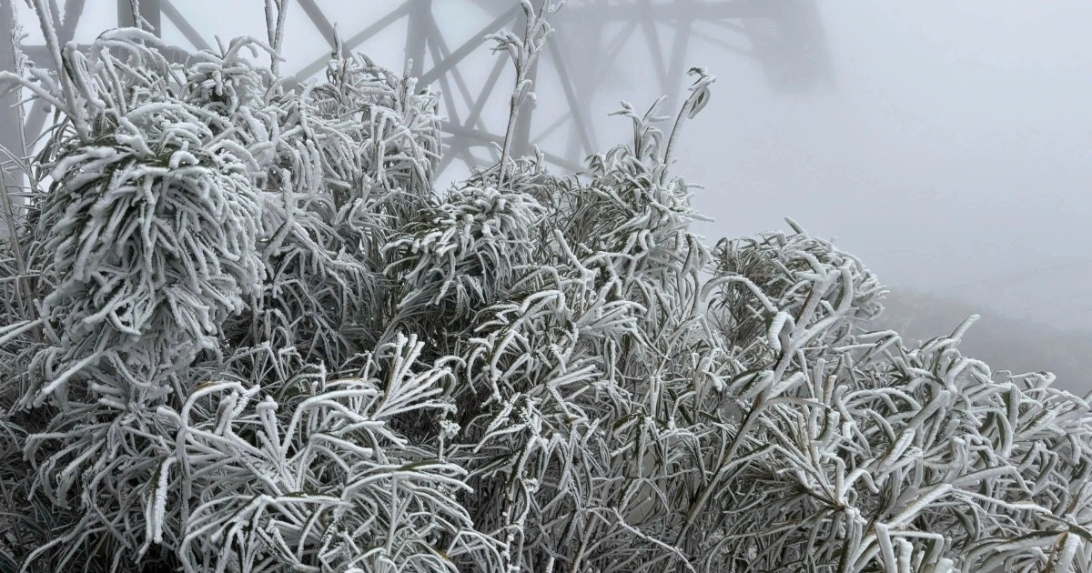 Tuyết rơi phủ trắng cây cỏ ở Lào Cai, du khách hào hứng giơ tay vợt tuyết