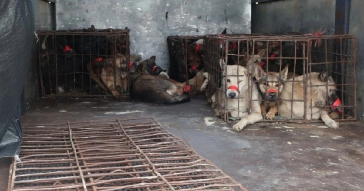 Bị cắn lúc làm thịt chó, người đàn ông tử vong do bệnh dại