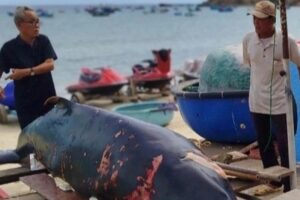 Cá voi thoi thóp lụy vào bãi biển trước Lăng Ông Nam Hải