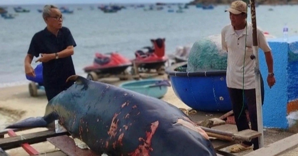 Cá voi thoi thóp lụy vào bãi biển trước Lăng Ông Nam Hải