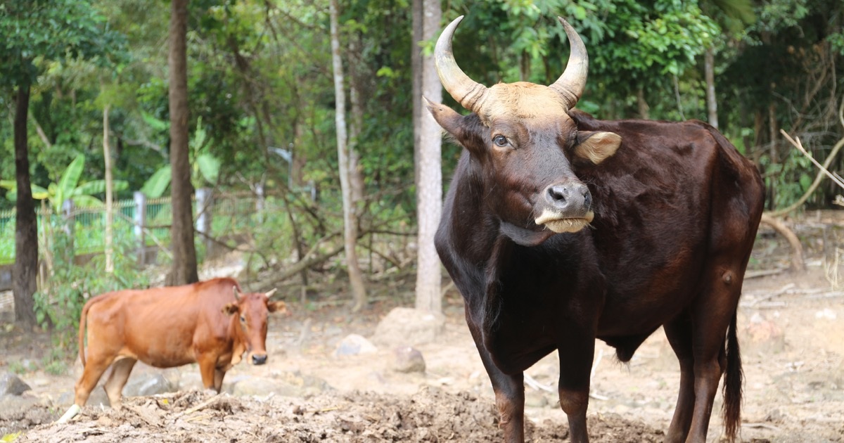 Ngắm đàn bò tót lai độc đáo ở Vườn quốc gia Phước Bình