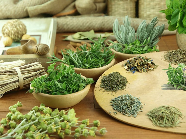 Bài thuốc nam trị trĩ: Giải pháp an toàn và hiệu quả từ thiên nhiên Các loại thảo dược trong bài thuốc nam trị trĩ