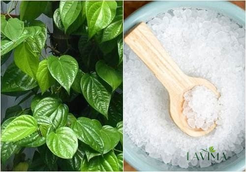 Bài Thuốc Nam Trị Huyết Trắng Hiệu Quả Và An Toàn Cây trầu không - Bài thuốc nam trị huyết trắng