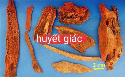 Bài thuốc nam chữa chấn thương: Hiệu quả từ kinh nghiệm dân gian Huyết giác