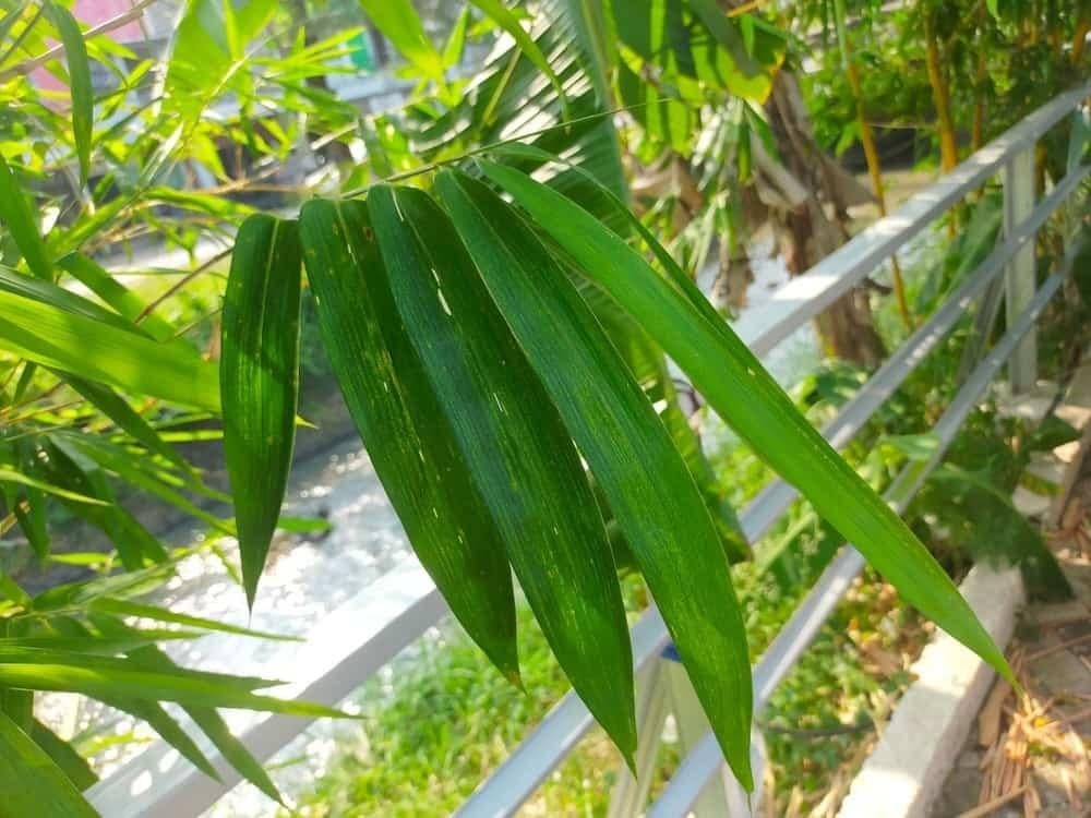 Thuốc Nam Sau Sinh: Giải Pháp Hiệu Quả Cho Mẹ Bỉm Sữa Lá tre gai