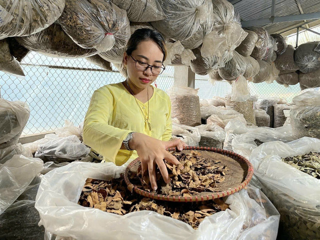 Thuốc Nam Gia Truyền Nguyễn Thái: Di Sản Quý Giá Cho Sức Khỏe Người Việt Lương y Nguyễn Thị Thái
