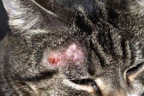 Thuốc Nấm Cho Mèo: Cách Phòng Và Điều Trị Hiệu Quả meo-bi-nam-da