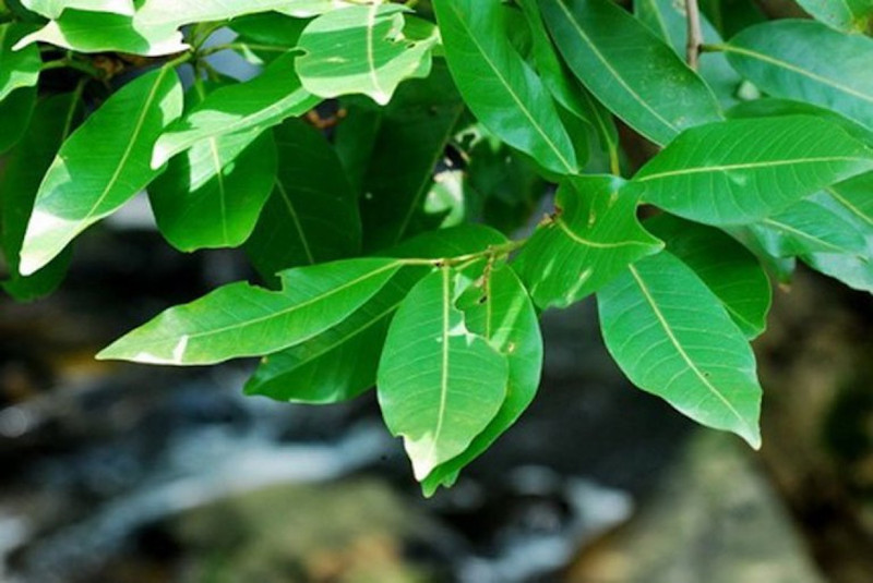 Thuốc Nam Uống Tan Mỡ Máu: Giải Pháp Tự Nhiên Cho Người Việt Nước lá vối - Thảo dược tự nhiên giúp hạ mỡ máu