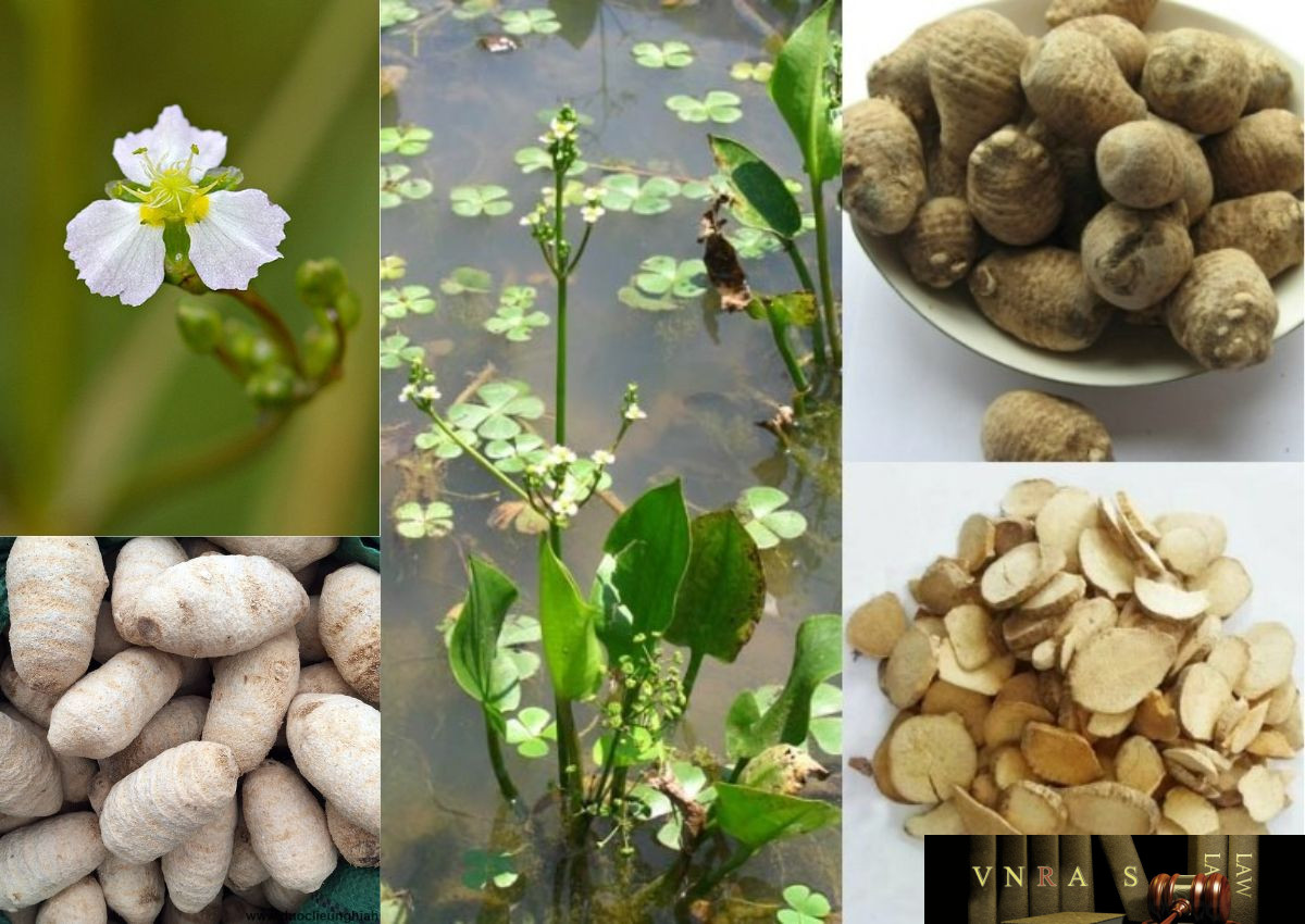 Bài Thuốc Nam Chữa Giảm Cân: Giải Pháp Đông Y An Toàn và Hiệu Quả Trạch tả - Thảo dược hỗ trợ giảm cân