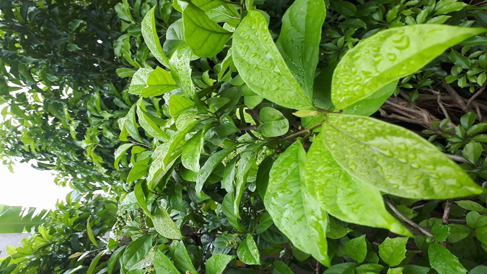 Bài Thuốc Nam Làm Sạch Phổi: Giải Pháp Tự Nhiên Cho Sức Khỏe Hô Hấp Xạ đen chứa flavonoid