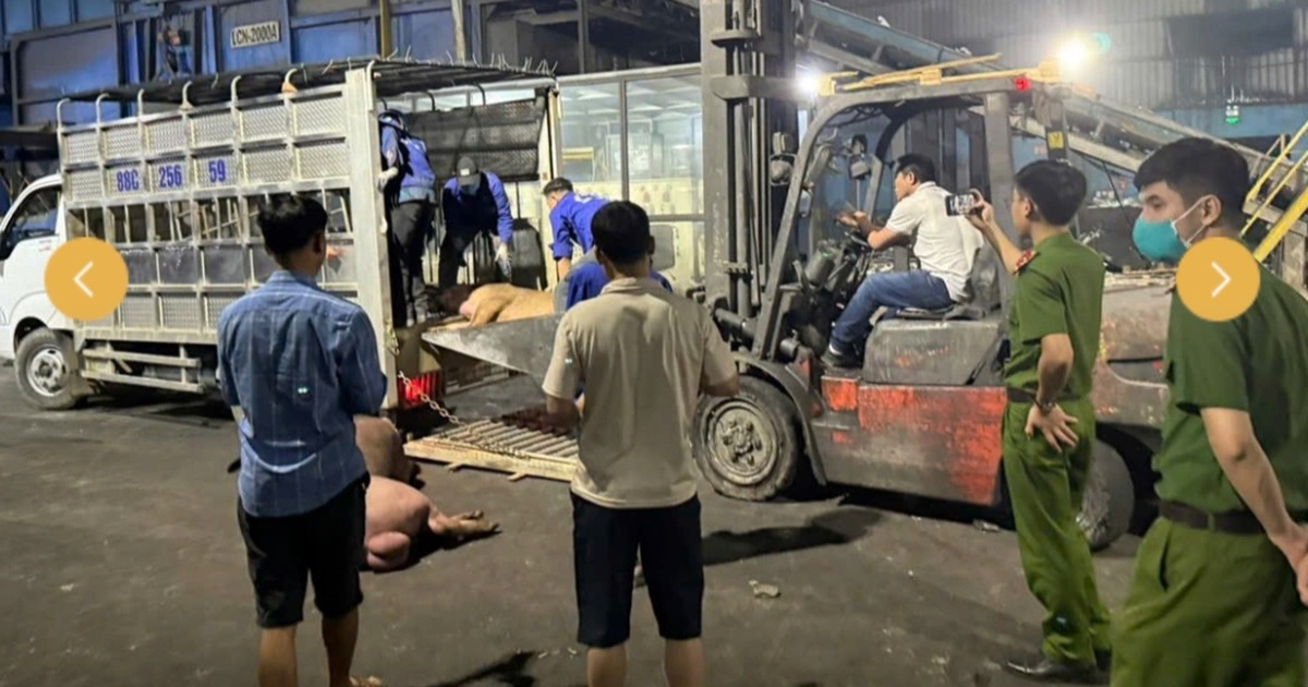 Phát hiện 9 con lợn chết và hàng trăm kg thực phẩm không rõ nguồn gốc tại Vĩnh Phúc 9 con lợn chết bốc mùi hôi thối được mang đi tiêu thụ