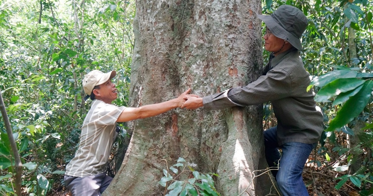 Báu Vật Hòn Cấm: Bí Ẩn và Giá Trị của Làng Bí ẩn Hòn Cấm ở thượng nguồn sông Kôn