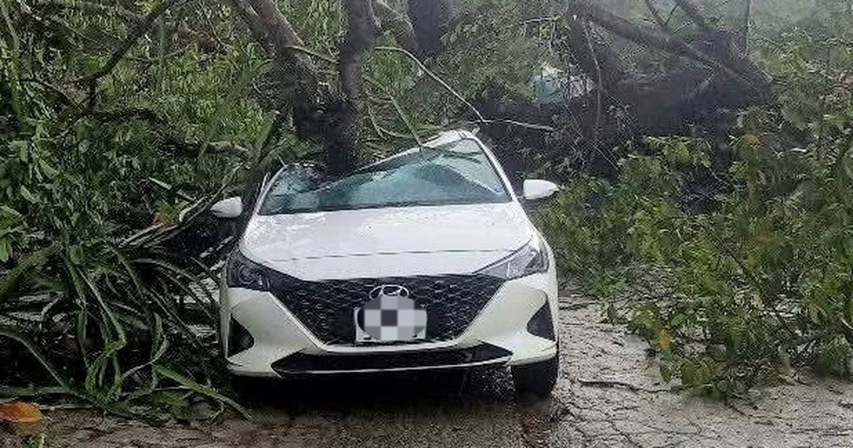 Cây đa trăm tuổi đổ đè trúng ô tô, 4 người thoát chết Cây đa trăm tuổi đổ đè trúng ô tô, 4 người thoát chết