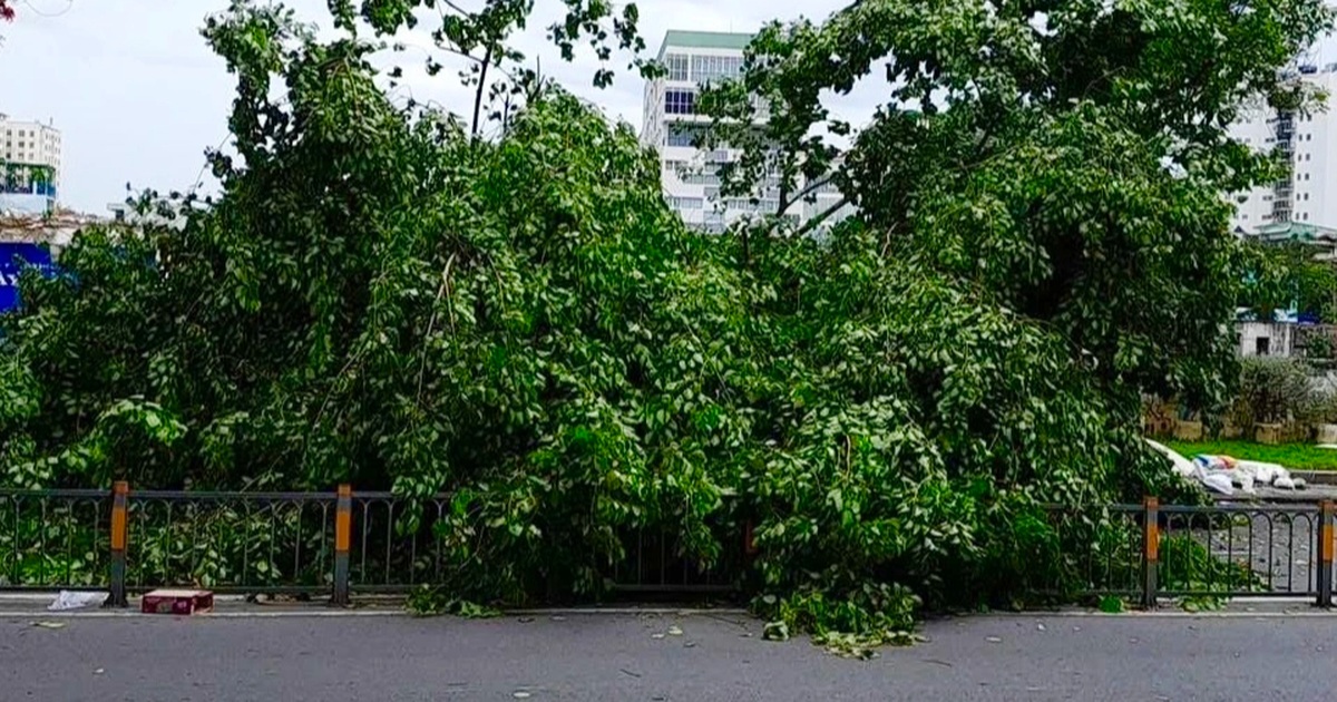 Cây Xanh Đổ Đè Người Đi Xe Máy Ở TPHCM: Hậu Quả Của Mưa Dông Cây xanh đổ, đè người đi xe máy ở TPHCM