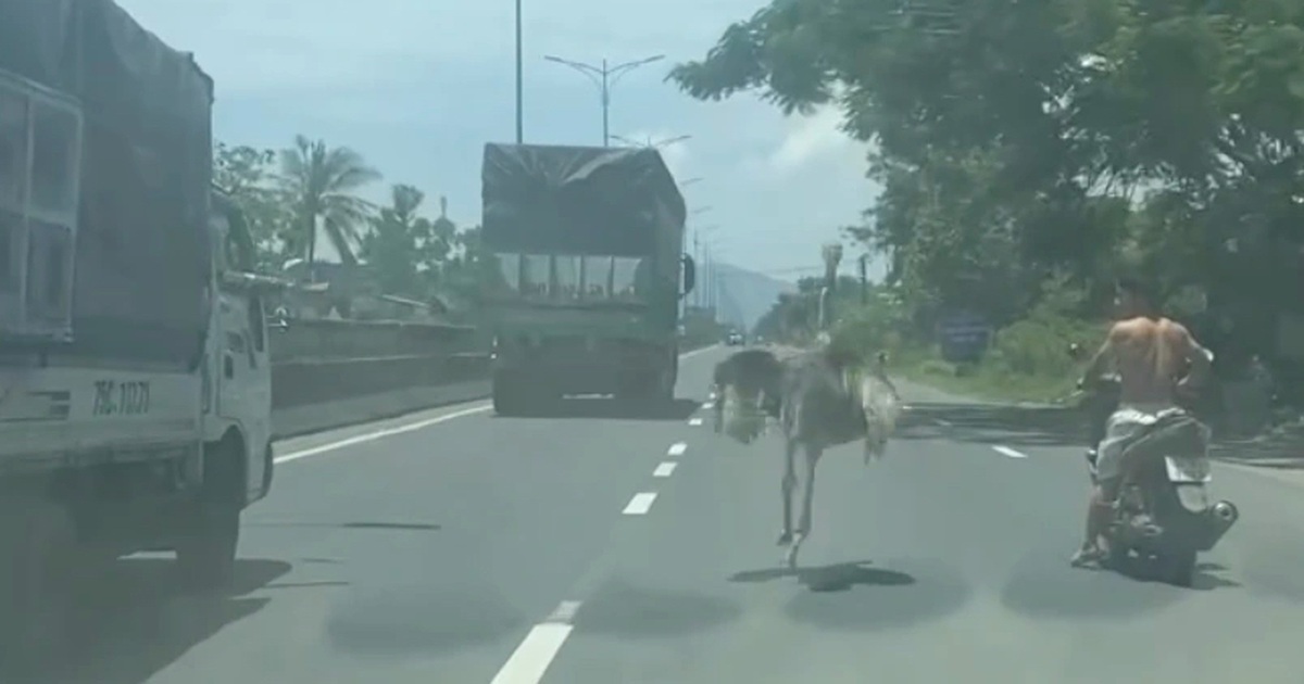 Đà Điểu Gây Náo Loạn Quốc Lộ 1A Tại Huế Đà điểu “đại náo” trên quốc lộ 1A