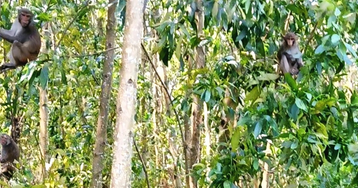 Đàn khỉ cả trăm con phá nát đồng ruộng, người dân bất lực Đàn khỉ cả trăm con phá nát đồng ruộng, người dân bất lực