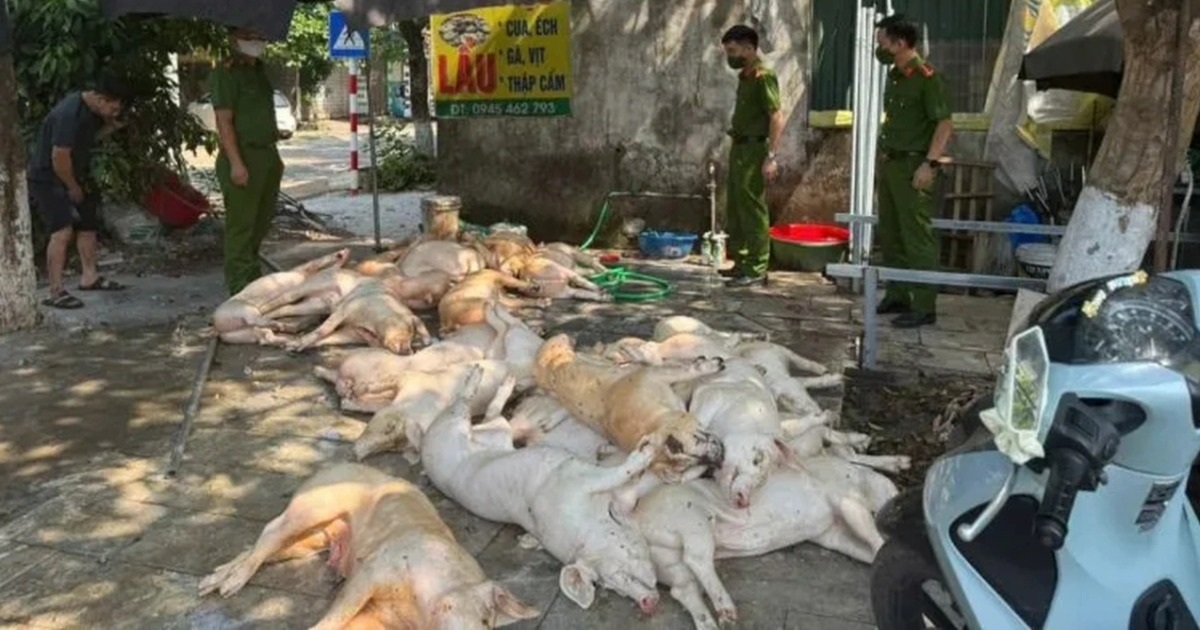 Hơn Một Tấn Thịt Lợn Xuất Huyết Bị Phát Hiện Tại Vĩnh Phúc: Cảnh Báo Nguy Cơ Sức Khỏe Một tấn lợn xuất huyết chuẩn bị lên lò quay: Giật mình "bẫy độc" nóng, giòn