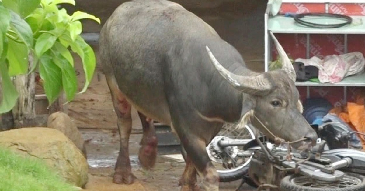 Trâu lạ xông vào nhà dân ở Hải Phòng, 3 người bị thương Trâu lạ xông vào nhà dân ở Hải Phòng, 3 người bị thương