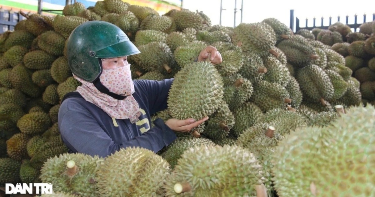 Xuất khẩu sầu riêng sang Trung Quốc sụt giảm nghiêm trọng Xuất khẩu sầu riêng sang Trung Quốc sụt giảm nghiêm trọng