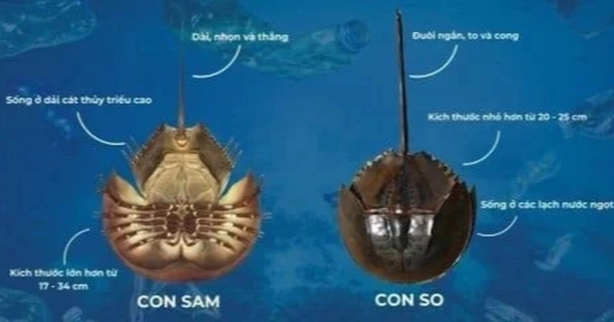 Ăn nhầm so biển cực độc, người đàn ông ở TPHCM suýt mất mạng Ăn nhầm so biển cực độc, người đàn ông ở TPHCM suýt mất mạng