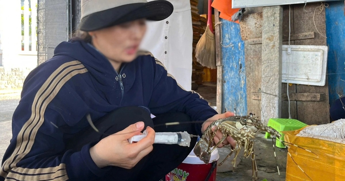 Bơm thạch rau câu, biến tôm hùm chết thành tôm tươi Bơm thạch rau câu, biến tôm hùm chết thành tôm tươi