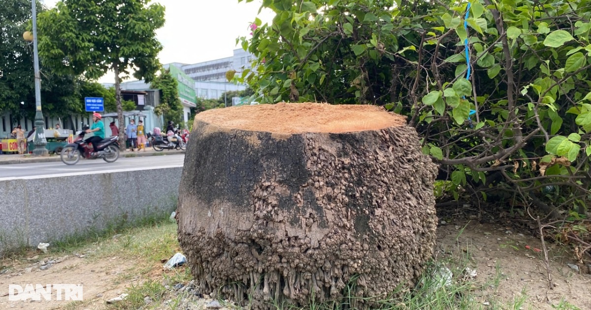 Hàng trăm cây cau vua ở thành phố Vinh bị chặt bỏ Hàng trăm cây cau vua ở thành phố Vinh bị chặt bỏ