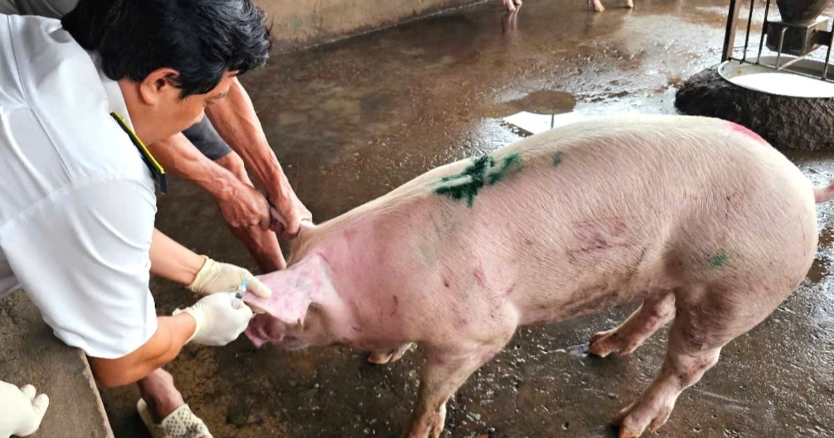 Kiểm Tra Lò Giết Mổ Heo Cung Cấp Thịt Cho Các Cửa Hàng C.P. Ở Sóc Trăng Kiểm tra lò giết mổ heo nơi cung cấp thịt cho các cửa hàng C.P. ở Sóc Trăng