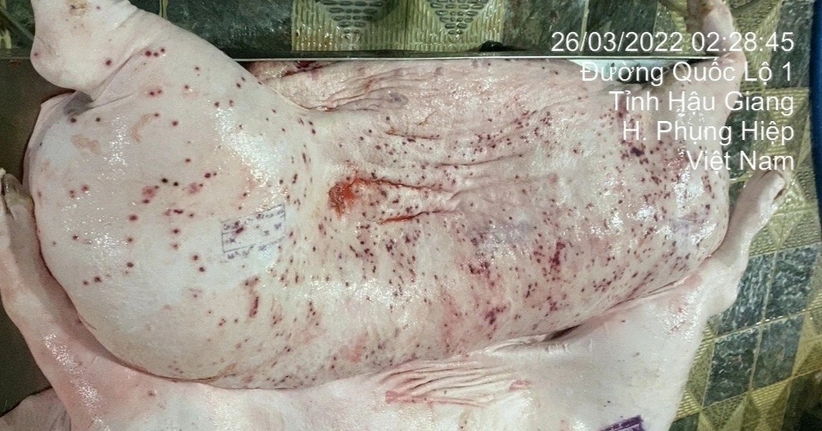 Thịt lợn bệnh “núp bóng” trong thực phẩm chế biến: Nguy cơ và cách phòng tránh Lợn bệnh "núp bóng" trong xúc xích, lạp xưởng như thế nào?