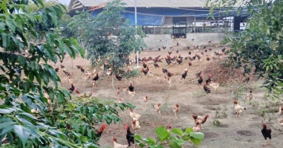 Sẽ thu hồi dự án trồng rau theo chuẩn VietGAP “núp bóng” nuôi gà Sẽ thu hồi dự án trồng rau theo chuẩn VietGAP “núp bóng” nuôi gà