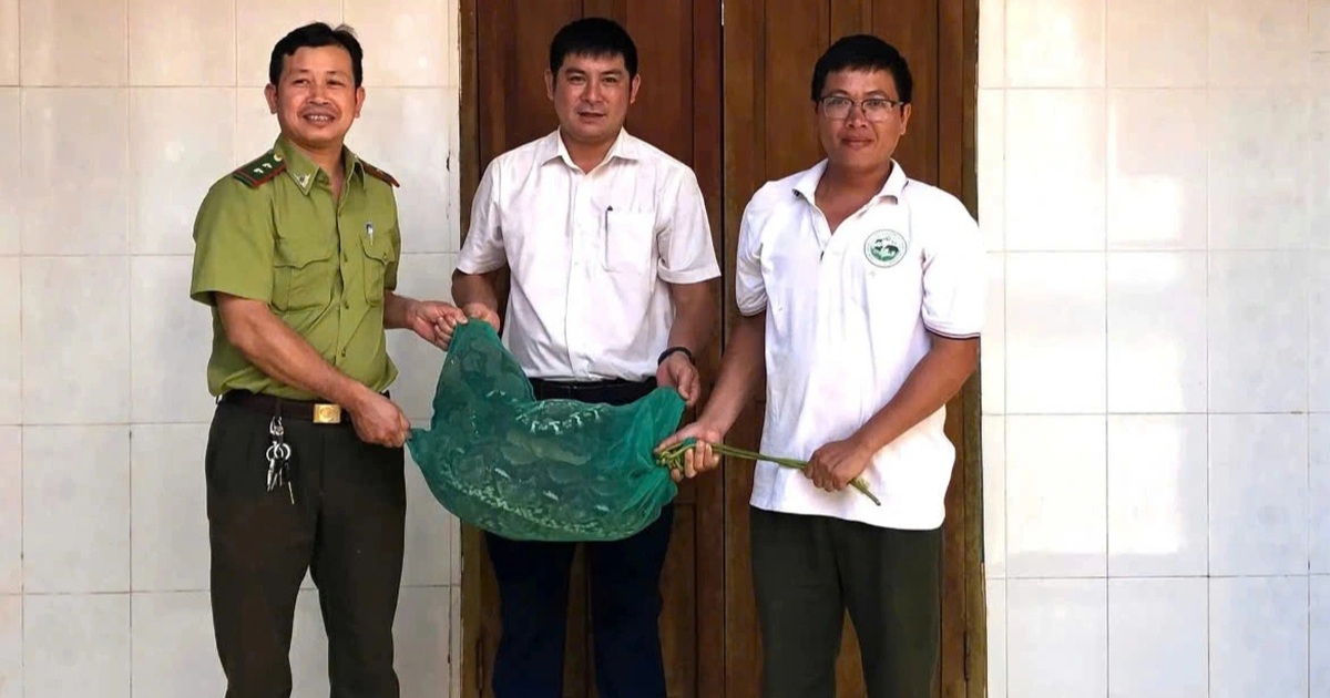 Trăn quý hiếm bò vào nhà dân bắt gà Trăn quý hiếm bò vào nhà dân bắt gà