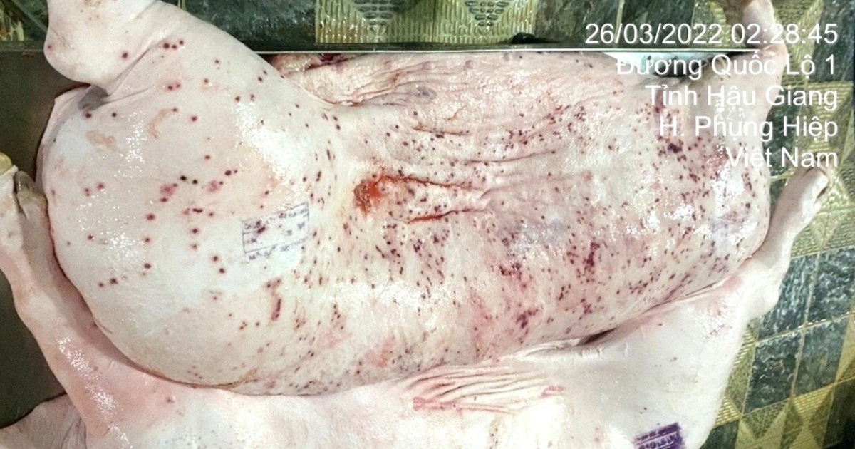 Vụ Công ty C.P. bị tố bán heo bệnh: Đề nghị tỉnh Hậu Giang vào cuộc Vụ Công ty C.P. bị tố bán heo bệnh: Đề nghị tỉnh Hậu Giang vào cuộc