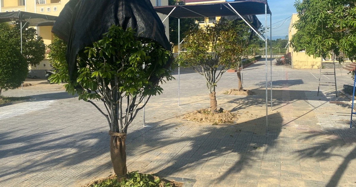 Vụ đào hàng loạt gốc mai tại trụ sở phường: Sẽ có hình thức kỷ luật Vụ đào hàng loạt gốc mai tại trụ sở phường: Sẽ có hình thức kỷ luật