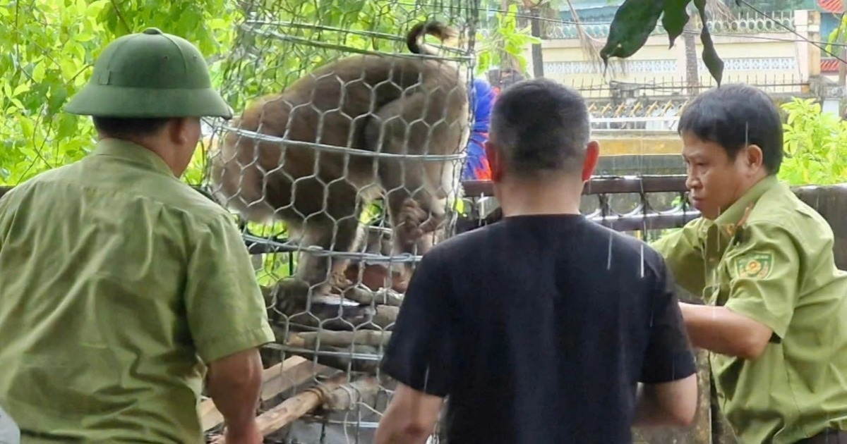Bắt thành công cá thể khỉ tấn công cháu bé 10 tuổi Bắt thành công cá thể khỉ tấn công cháu bé 10 tuổi