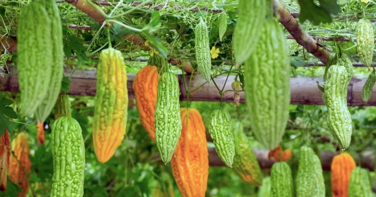 Mướp đắng – siêu thực phẩm giá rẻ của người Việt Mướp đắng - siêu thực phẩm giá rẻ của người Việt