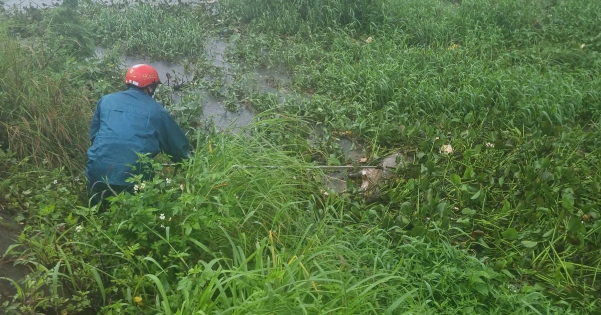 Phát hiện nhiều xác heo nổi trên bờ kè ở Gia Lai Phát hiện nhiều xác heo nổi trên bờ kè ở Gia Lai