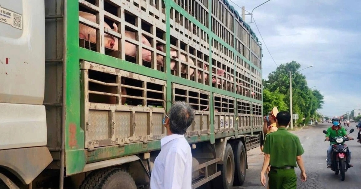 Tiêu hủy 54 con lợn bị dịch tả châu Phi đang trên đường vào Nam tiêu thụ Tiêu hủy 54 con lợn bị dịch tả châu Phi đang trên đường vào Nam tiêu thụ