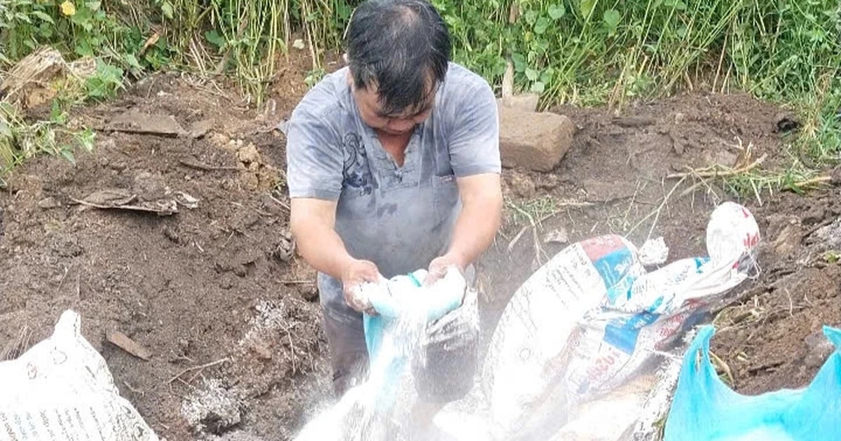 Tiêu hủy nhiều con lợn tại một lò mổ có dấu chấm đỏ ở chân và đầu Tiêu hủy nhiều con lợn tại một lò mổ có dấu chấm đỏ ở chân và đầu