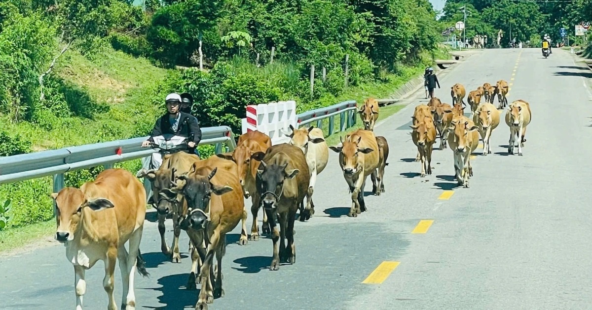 Tông vào bò trên quốc lộ 25, thanh niên đi xe máy tử vong Tông vào bò trên quốc lộ 25, thanh niên đi xe máy tử vong