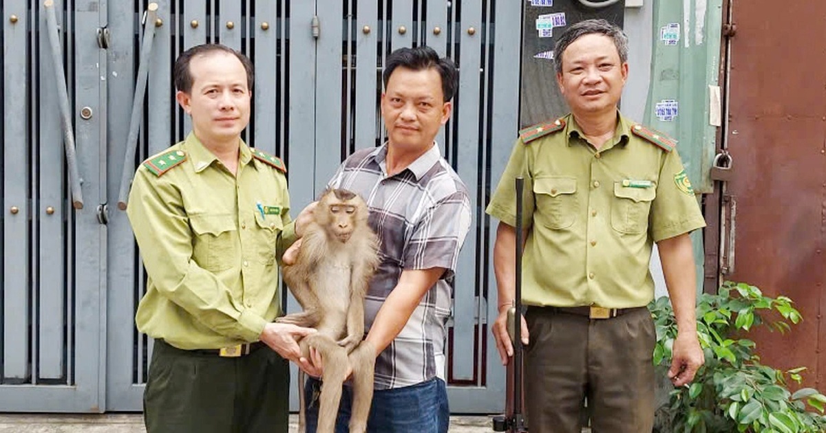 Bắn gây mê con khỉ đuôi lợn quấy phá nhà dân ở TPHCM Bắn gây mê con khỉ đuôi lợn quấy phá nhà dân ở TPHCM