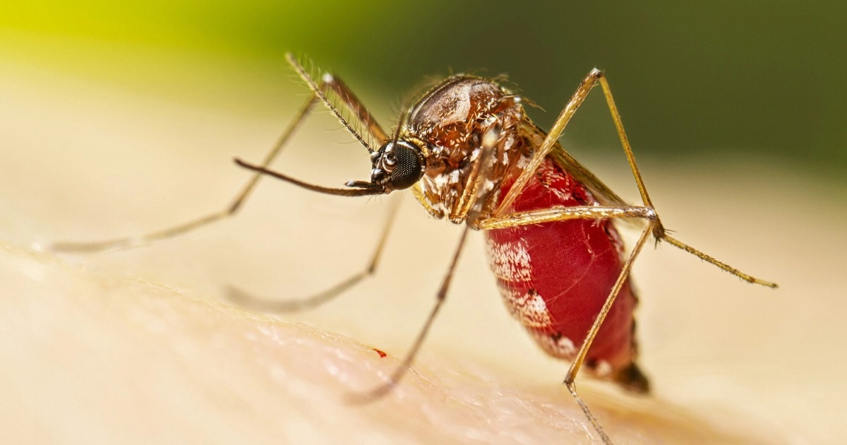 Chikungunya – bệnh do muỗi truyền đang lan rộng toàn cầu có nguy hiểm? Chikungunya - bệnh do muỗi truyền đang lan rộng toàn cầu có nguy hiểm?