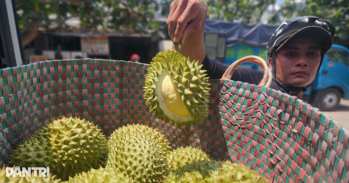 Cục Trồng trọt đề xuất 3 hạng phân loại sầu riêng Cục Trồng trọt đề xuất 3 hạng phân loại sầu riêng