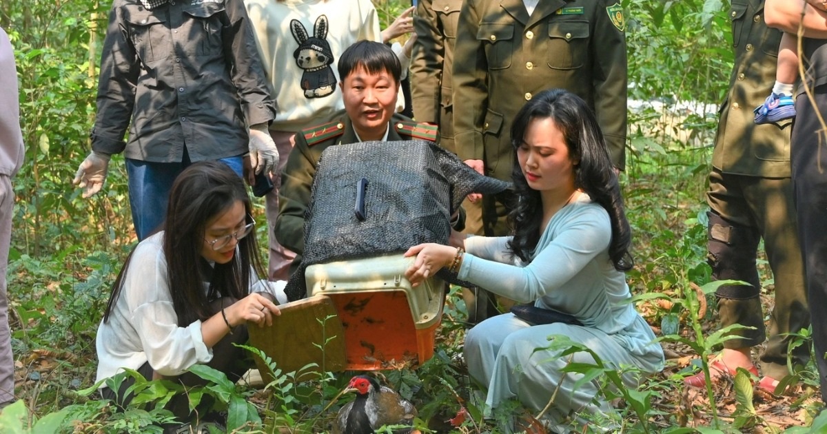 Hàng trăm gà lôi trắng được nhân giống, tái thả ở Vườn quốc gia Cúc Phương Hàng trăm gà lôi trắng được nhân giống, tái thả ở Vườn quốc gia Cúc Phương