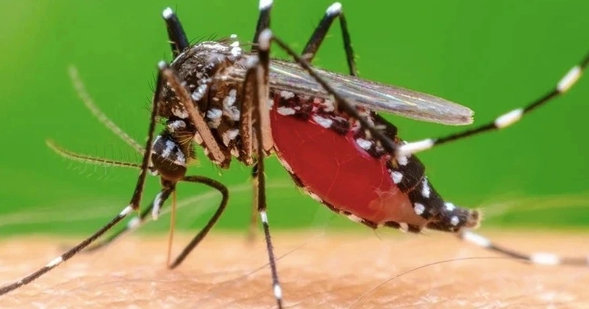Muỗi đốt truyền bệnh Chikungunya lưu hành tại nhiều địa phương Muỗi đốt truyền bệnh Chikungunya lưu hành tại nhiều địa phương